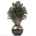 Potted Palm Plants With Different Sizes And Modern Ceramic Pots For Indoor Decor