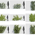 Various Green Vines Showcasing Different Growth Forms Alongside Human Silhouette 3d model