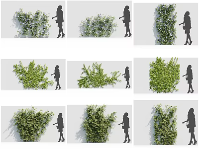 Various Green Vines Showcasing Different Growth Forms Alongside Human Silhouette 3d model