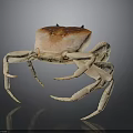 Detailed 3D Rendering of Crab with Brown Carapace and Long Legs
