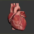Human Heart Anatomical Structure Detailed 3D Model With Vascular System On Gray Background 3d model