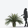 Elegant Woman Silhouette Walking Past Lush Palm Tree with Handbag and High Heels