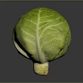Fresh Green Cabbage with Crisp Textured Leaves on Dark Reflective Surface 3d model