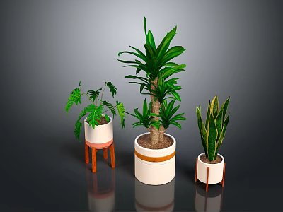 Three Indoor Potted Plants With Lush Green Leaves White Planters And Wooden Stands 3d model