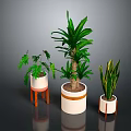 Three Indoor Potted Plants With Lush Green Leaves White Planters And Wooden Stands