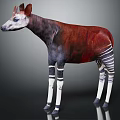 Okapi Wildlife Animal With Reddish Brown Body And Black White Striped Legs