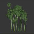 Tall Green Bamboo Plants With Lush Leaves And Slender Stems On Black Background With Reflection