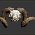 Natural Ram Skull With Curved Horns On Dark Background And Reflection