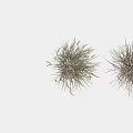 Three Clumps of Natural Looking Grass with Different Shapes Brown and Green in White Background