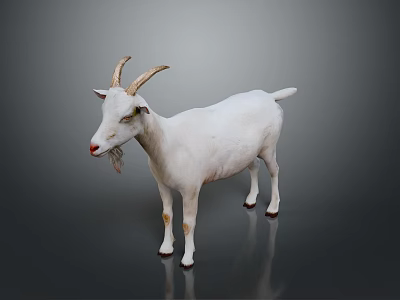 Realistic White Goat Full Body With Curved Horns Standing On Gray Background 3d model