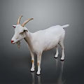 Realistic White Goat Full Body With Curved Horns Standing On Gray Background
