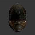 Shiny Black And Brown Beetle With Textured Exoskeleton On Dark Surface