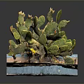 Cactus Plant With Green Pads Yellow Flowers And Sandy Base