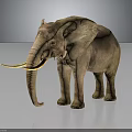 Elephant With Large Curved Tusk And Rough Skin In Natural Standing Posture