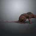Brown Rat With Scruffy Fur Long Thin Tail Open Mouth On Gray Background With Reflection