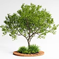 Lush Green Arbor with Dense Foliage on Circular Wooden Platform and Grass