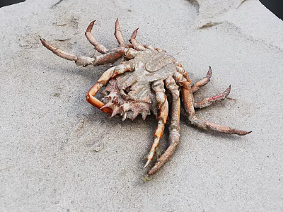 Close Up View Of A Crab On Sandy Beach With Detailed Legs 3d model