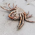 Close Up View Of A Crab On Sandy Beach With Detailed Legs