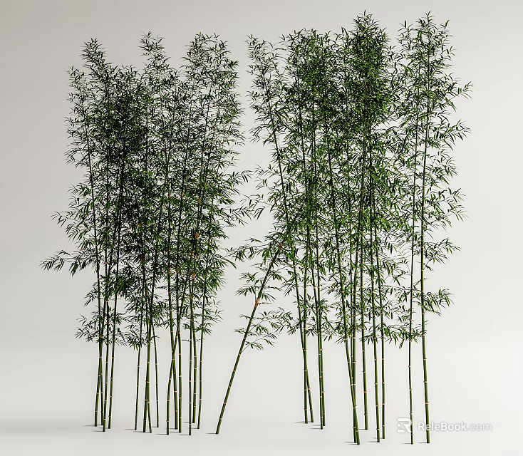 Tall Bamboo Plants With Slender Stems And Lush Green Leaves In Natural Scene 3d model 