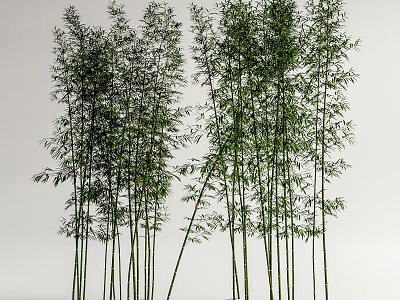 Tall Bamboo Plants With Slender Stems And Lush Green Leaves In Natural Scene 3d model