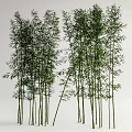 Tall Bamboo Plants With Slender Stems And Lush Green Leaves In Natural Scene