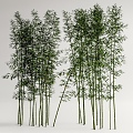 Modern Bamboo Landscape Bamboo Luohan Bamboo Xiangfei Bamboo Courtyard Bamboo Garden Forest Bamboo 3d model