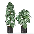 Potted Green Plants With Monstera Banana Leaf In Black Marble Planters For Indoor Decorative Foliage