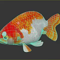 Vibrant Orange And White Goldfish With Bright Scales And Large Eyes Swimming Gracefully