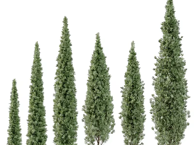 Six Upright Evergreen Trees With Various Heights And Lush Green Foliage 3d model