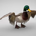 Duck With Green Head Yellow Beak Brown And White Body Spread Wings Standing