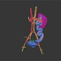 3D Rendering of Abdominal Organs Anatomy with Vessels and Intestines Structure