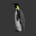 Penguin With Black Head Yellow Throat And White Feather Texture On Gray Background