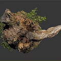 Small Green Plants Growing At Tree Stump Base With Rough Texture And Brown Orange Colors