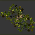 Green Aquatic Plants With Cattails Lily Pads Reeds And Floating Leaves In Wetland