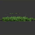 Spherical Green Vine Plant With Dense Leaves And Brown Branches On Dark Background