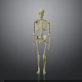 Realistic Golden Human Skeleton Anatomical Model Full Body Standing On Gray Background