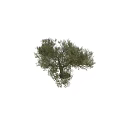 Large Olive Tree with Lush Green Foliage and Twisted Trunk Featuring Human Silhouette for Scale