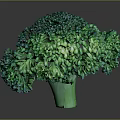 Vibrant Fresh Green Broccoli Florets Close Up View Isolated On Dark Background
