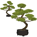 Elegant Bonsai Pine Trees With Curved Trunks And Lush Foliage In Dark Pots
