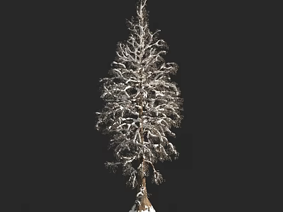 Snow Covered Arbor Featuring Branches And Trunk Against Black Background 3d model