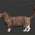 Brown And White Cat With Green Eyes Standing On Shiny Surface And Gray Background