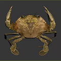 Realistic Golden Brown Crab With Raised Claws Shiny Exoskeleton On Dark Background