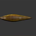 Golden Fish Isolated On Gray Background With Glossy Body And Distinct Fins