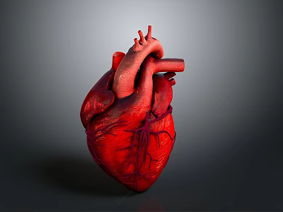 Human Heart Anatomical 3D Model With Detailed Red Vessels And Structure 3d model