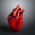 Human Heart Anatomical 3D Model With Detailed Red Vessels And Structure
