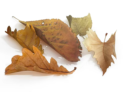 Dried Autumn Leaves Collection With Various Shapes And Natural Colors 3d model