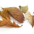 Dried Autumn Leaves Collection With Various Shapes And Natural Colors