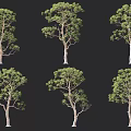 Various Arbor Specimens Displaying Different Growth Forms And Lush Green Foliage 3d model