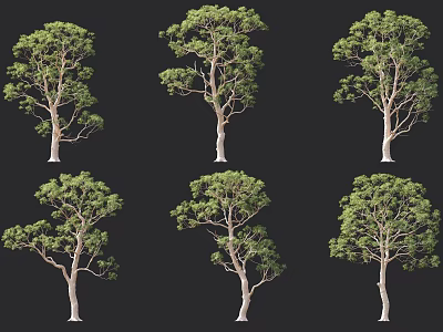 Various Arbor Specimens Displaying Different Growth Forms And Lush Green Foliage 3d model
