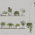 Indoor Plants Display On White Shelves With Hanging Greenery And Various Potted Plants